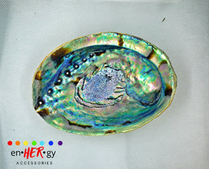 Abalone Shell